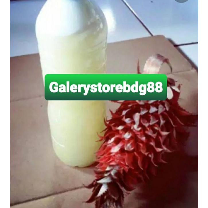 

Jus nanas muda nanas merah ASLI isi 600 ml