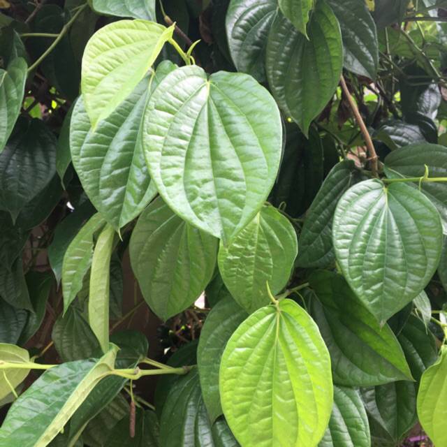 

Daun sirih segar organik