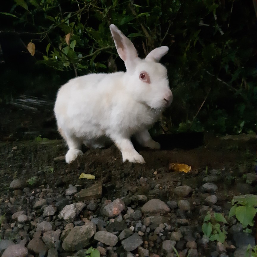 Refill Stella Alat Mini Matic 40ml