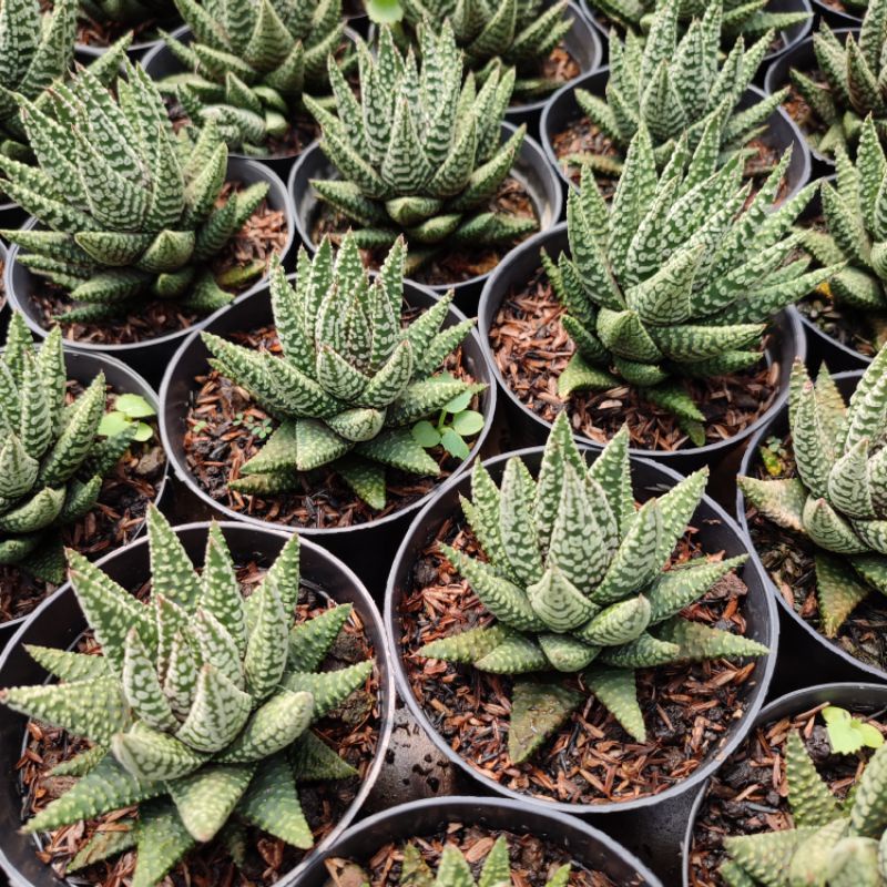 Haworthia Circle | DP 10cm