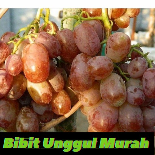 Bibit Anggur Import Favor Grafting Siap Berbuah