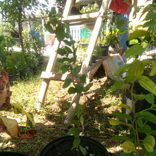 Bibit Bidara Arab/sidr 25-35cm