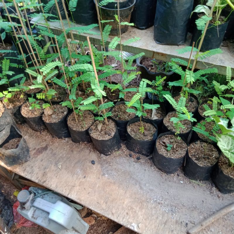 bibit daun saga / pohon saga