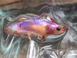 ikan cupang fancy betina koi galaxy halfmoon blue rim