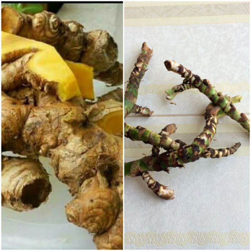 Dringo / Dlingo, Bengle / Bangle