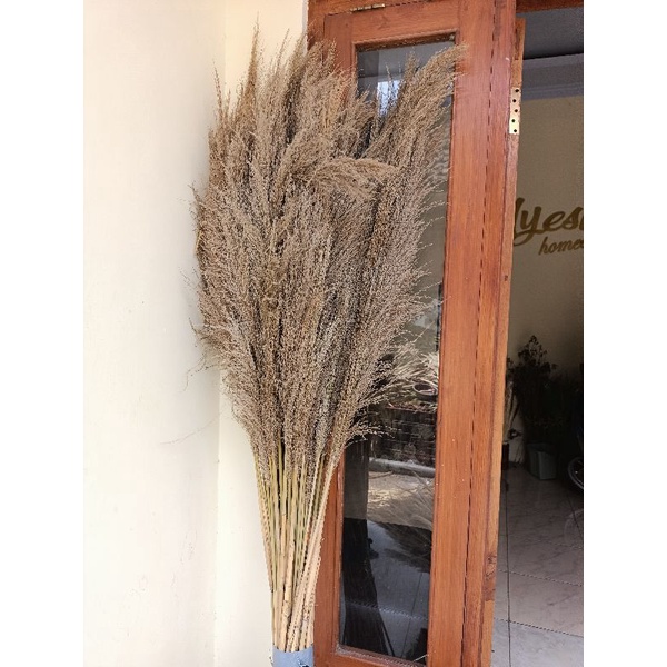 pampas bulu halus super jumbo XL premium 1 batang