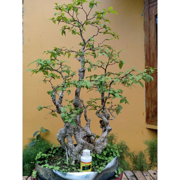 Bonsai Mentaos | Bonsai Bentaos