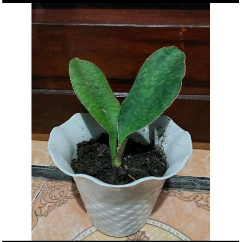 sansivera Mansoniana Giant/sansivera Centong