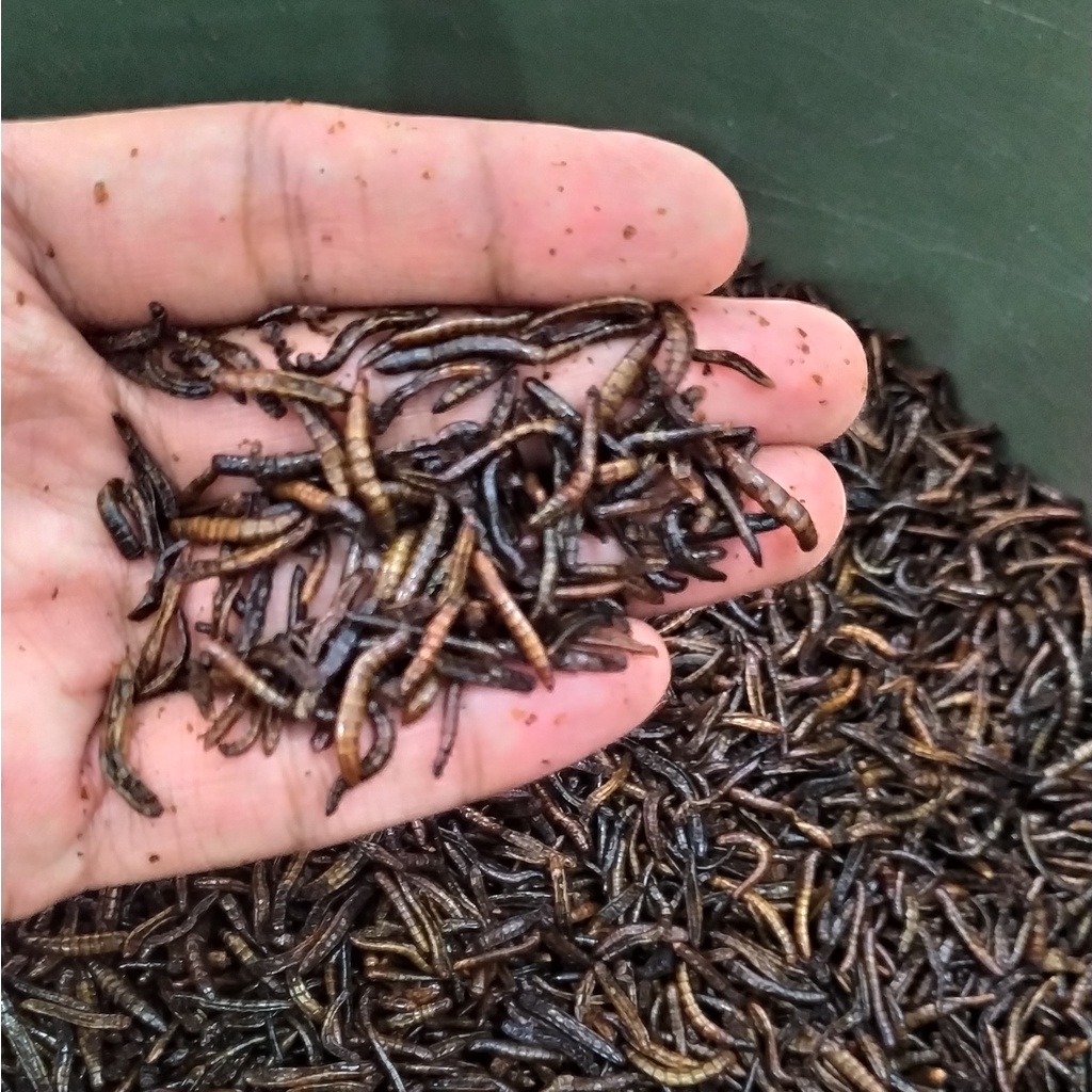 Ulat Hongkong Kering 1 Kg Bulk Size untuk dijual kembali atau Kebutuhan Budidaya Maklon Makloon Ikan