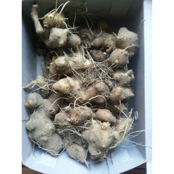 

Umbi Dewa Sangjo Samsit segar