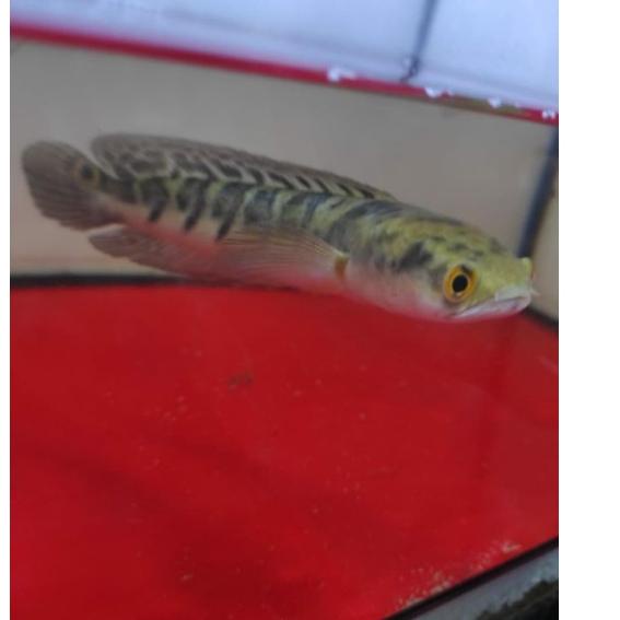 Sangat Nyaman.. Chana Yellow sentarum size 20sampai25cm bakat bagus