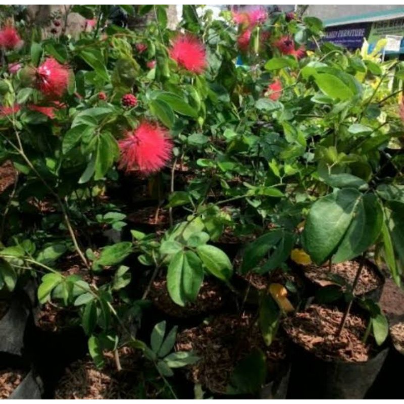 bunga Kaliandra / lusiana