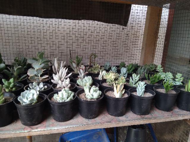 Paket Sekulen 50 Pcs