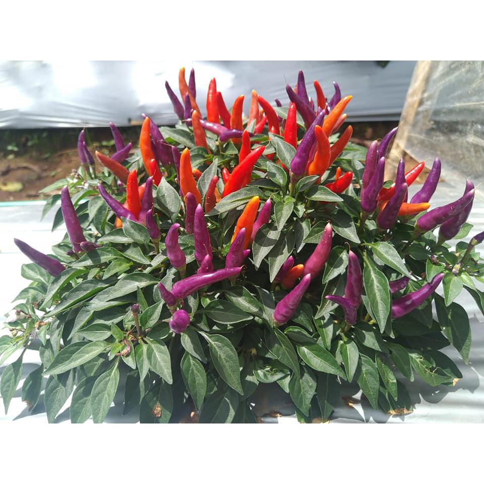 Benih Bibit Biji - Cabai Sangria Confetti Ornamental Cabe Rainbow Pepper Seeds