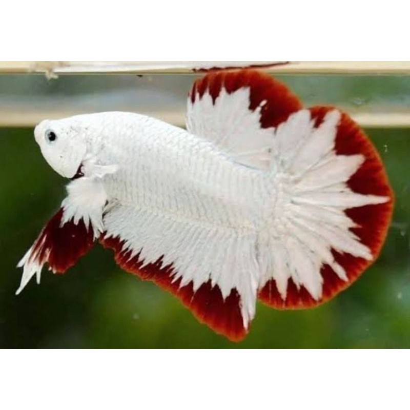 IKAN CUPANG RED DRAGON SNOW GRADE SUPER