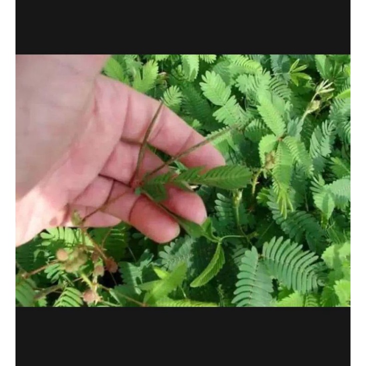 

DAUN HERBAL PUTRI MALU/100GR