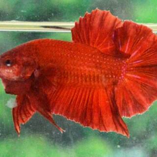 92 Gambar Ikan Cupang Red Dragon Gratis