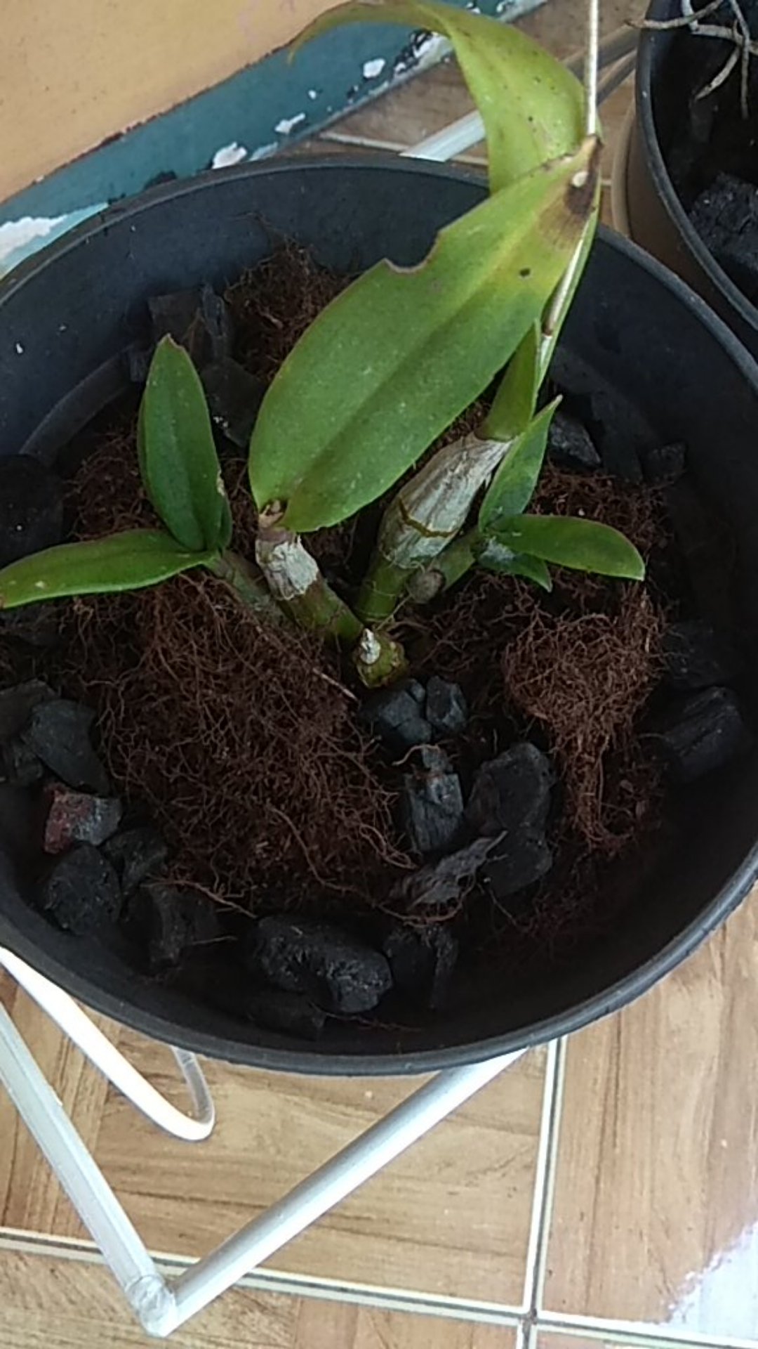 Media Tanam Moss Hitam Akar Kadaka E