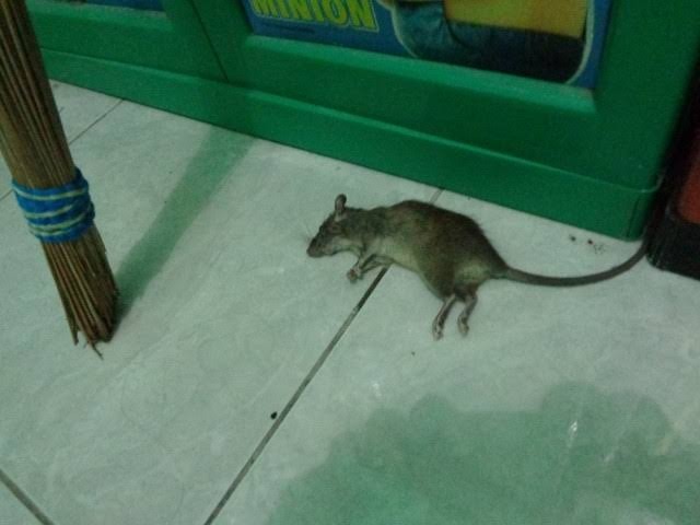 Ramtus Obat Racun Tikus Langsung Mati Kering Tidak Bau Sangat Ampuh Racun Pembasmi Tikus 6 Pack