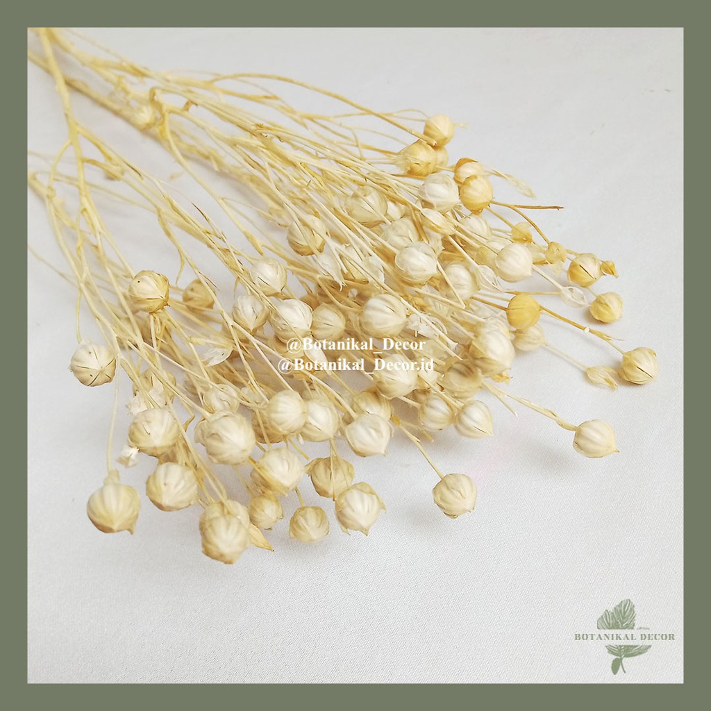 Dried Flower White Lino Bunga Kering Pepperberry Putih Ilalang Rustik Dekorasi Hiasan Pajangan Rumah