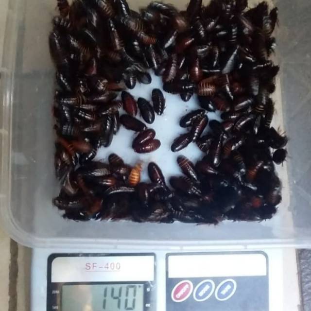 Kecoa Batu Kecoa Tanah Terkelak Menje Coro Ceremende