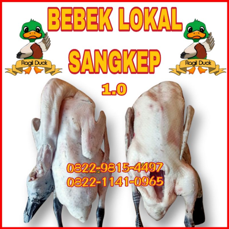 

BEBEK LOKAL SANGKEP