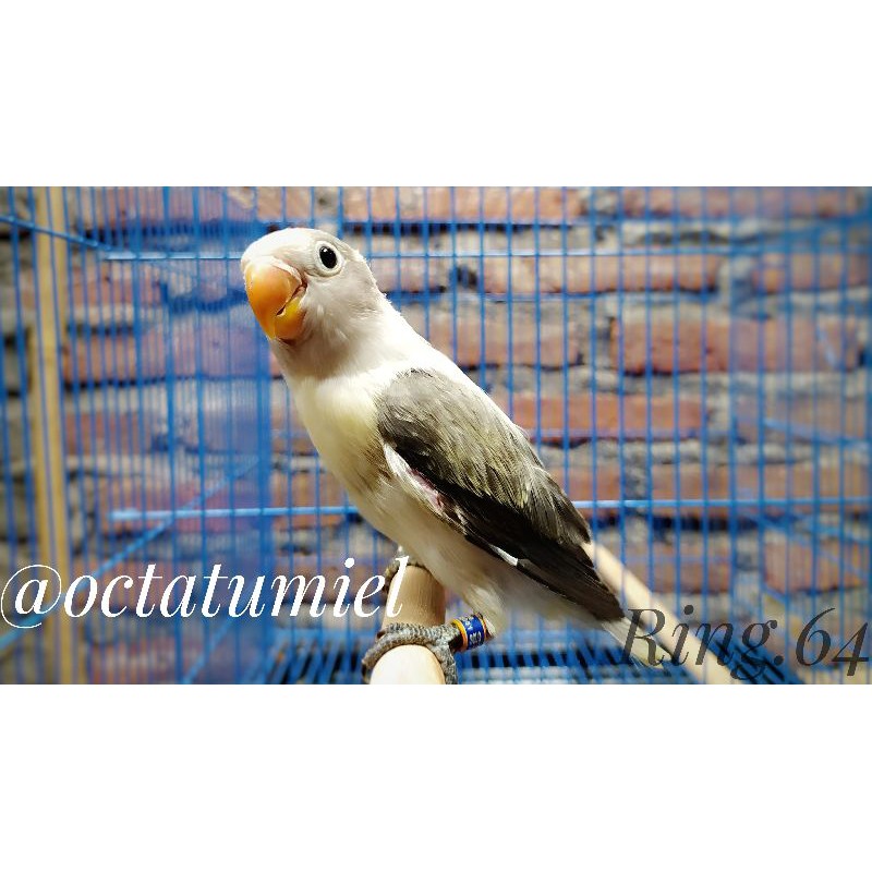 Sepasang Biola Euwing Mauve x Biola PB Vio (all dna)