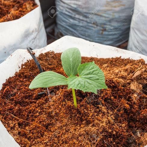 cocopeat /kokopit murni 1 kg - Sabut Serabut Kelapa Bubuk Murni Pupuk Media Tanam - Serbuk cocopeat - Kokopit media tanam - Media tanam kokopit - Kokopit untuk media cangkok - Pengganti media tanah - Pengganti tanah untuk tanaman - Pengganti tanah