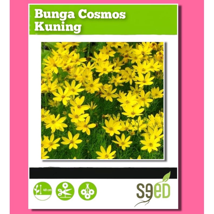 4 Benih Bunga Cosmoss Kuning Bibit Tanaman Hias Unggul Berkualitas