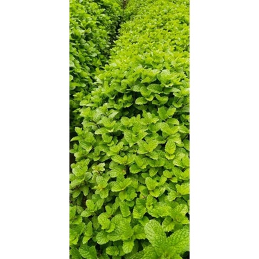 Benih Biji Daun Herbal Mint Peppermint Common Mint