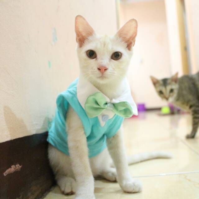 Kaos tuxedo toska untuk kucing dan anjing /Jual Baju Kucing Terlengkap &amp; Berkualitas size S M L XL