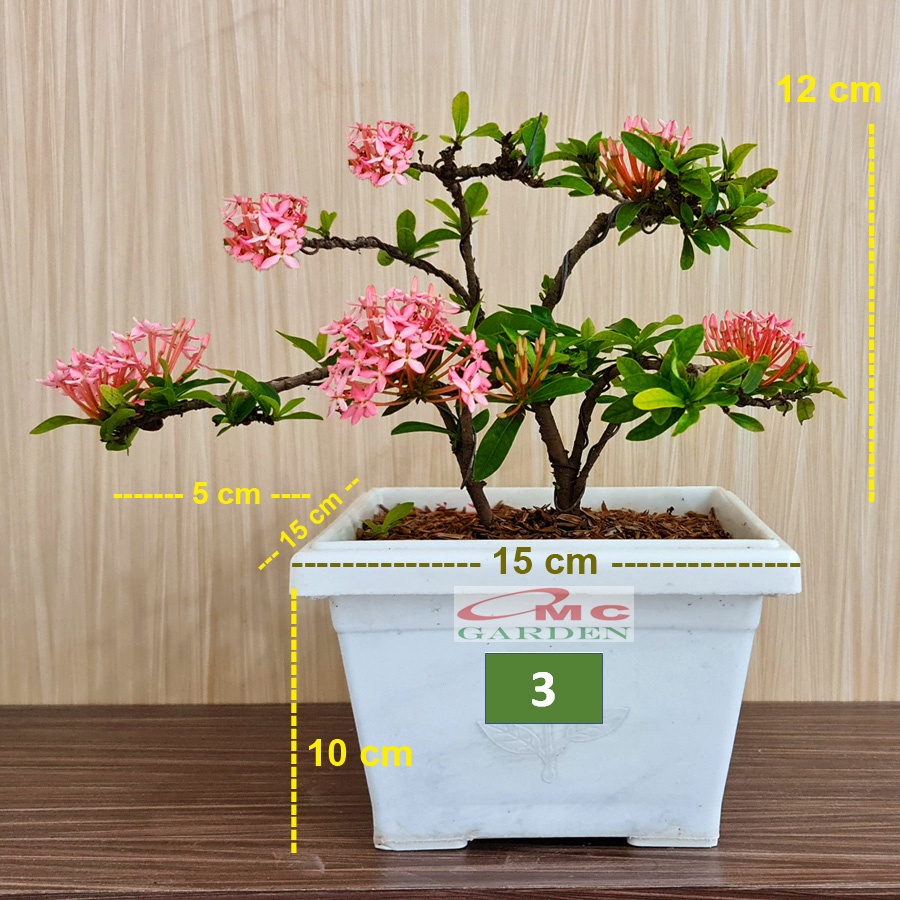 Tanaman Hias Bonsai Bonsae Mame Soka Mini Asoka Jepang Ixora Pink Jambon B-SMP-007