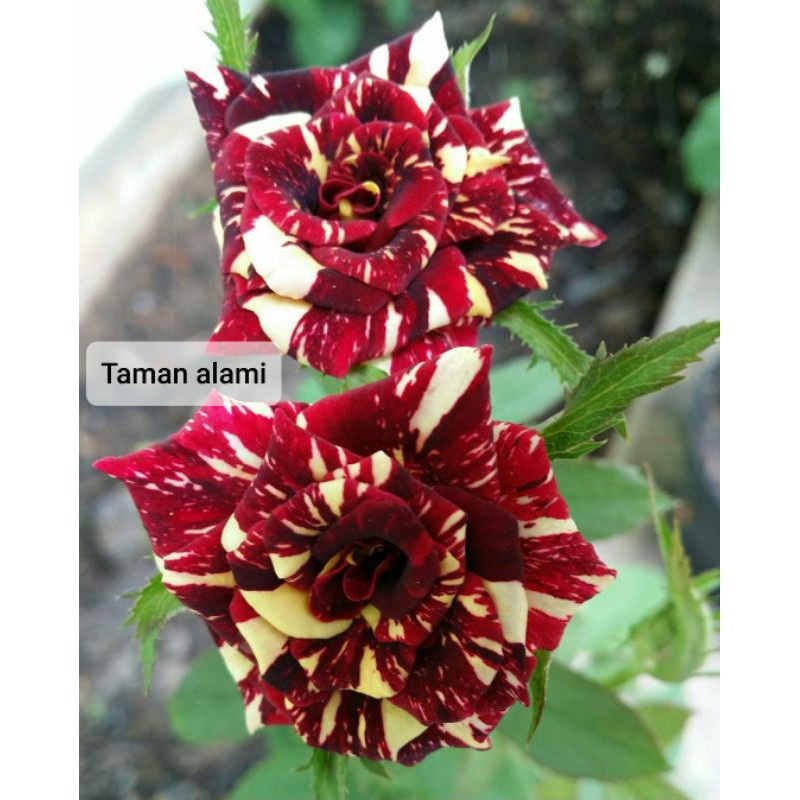 Bunga mawar batik - tanaman bunga mawar batik