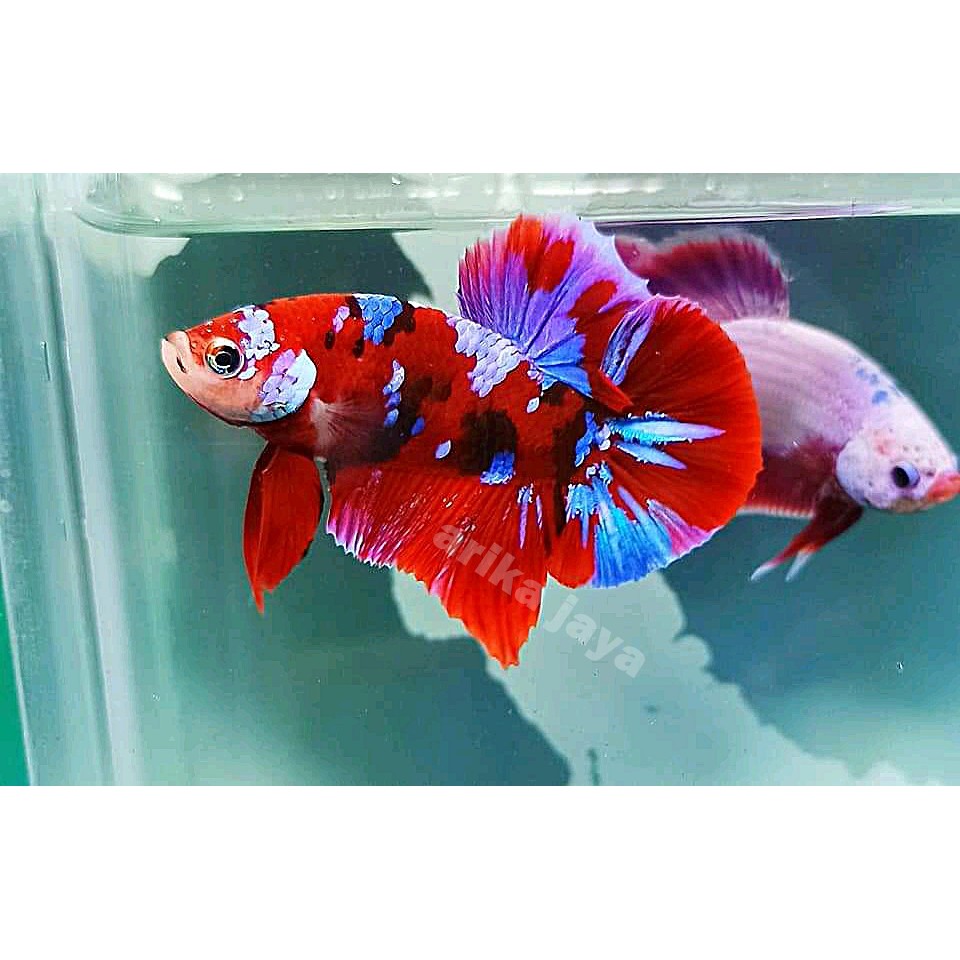 TOP GRADE Ikan cupang MultiColor Multi color cupang hias cirebon jantan betina