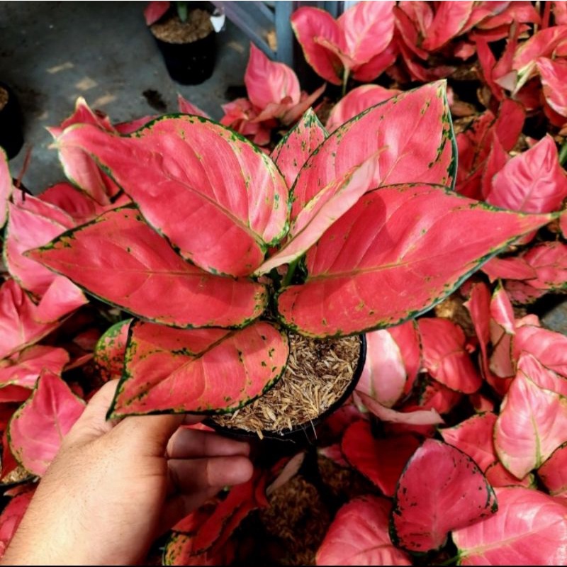 Aglonema red anjamani remaja
