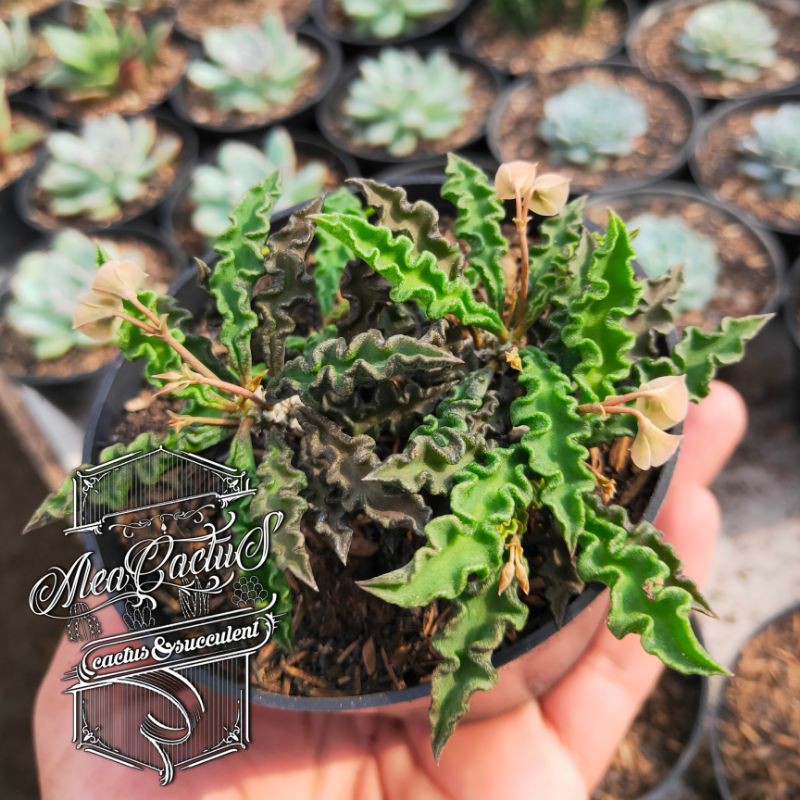 KAKTUS DAN SUKULEN - euphorbia decaryi
