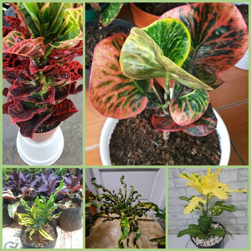 Tanaman Hias Puring - 5 jenis tanaman hias puring hias cantik