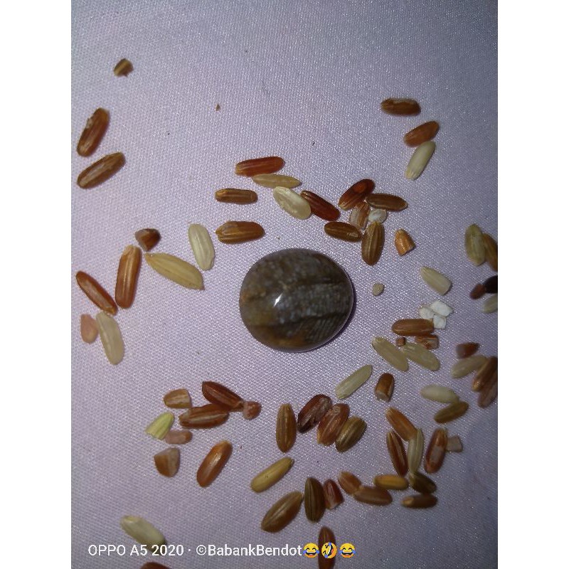 

mu$t1k4 k3l4b4ng s3wu