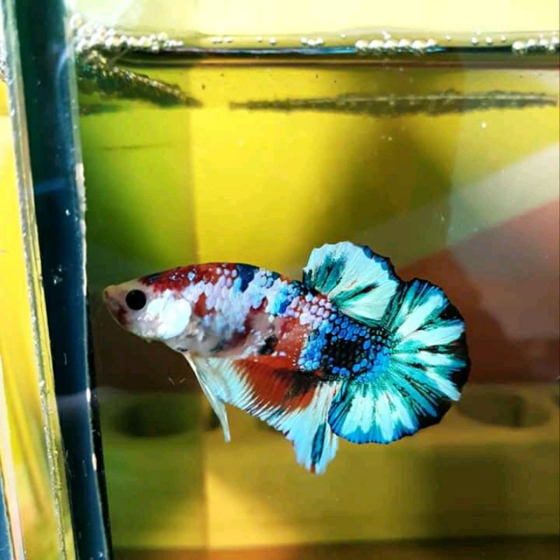 

cupang koi multiycolor