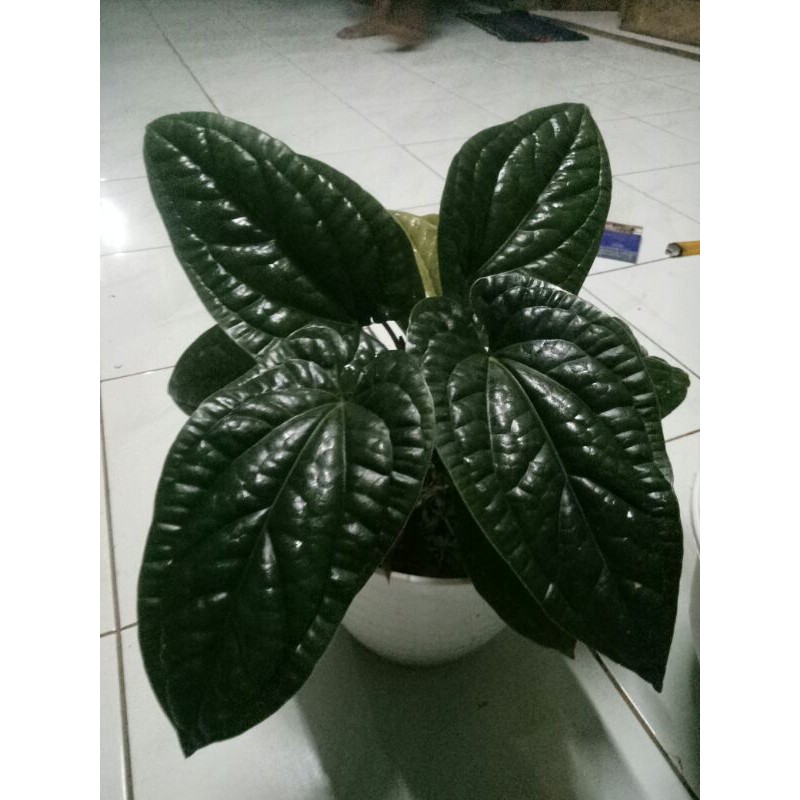 Tanaman hias anthurium sirih radicans-anthurium sirih radicans-anthorium sirih daun 5-8-dewasa