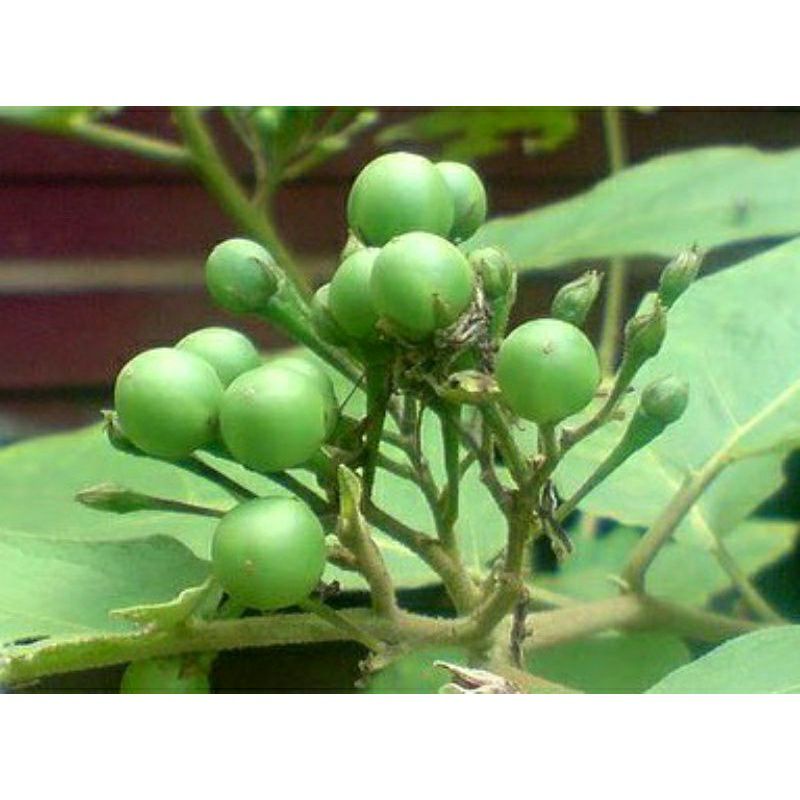 

buah rimbang/pokak segar 250 gram