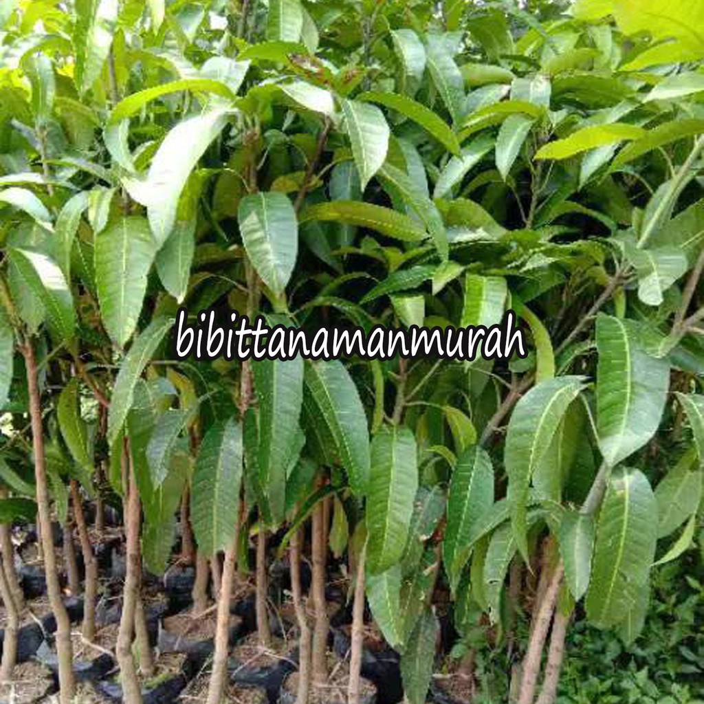 BIBIT MANGGA RED INVORY OKULASI INDUKAN BERBUAH