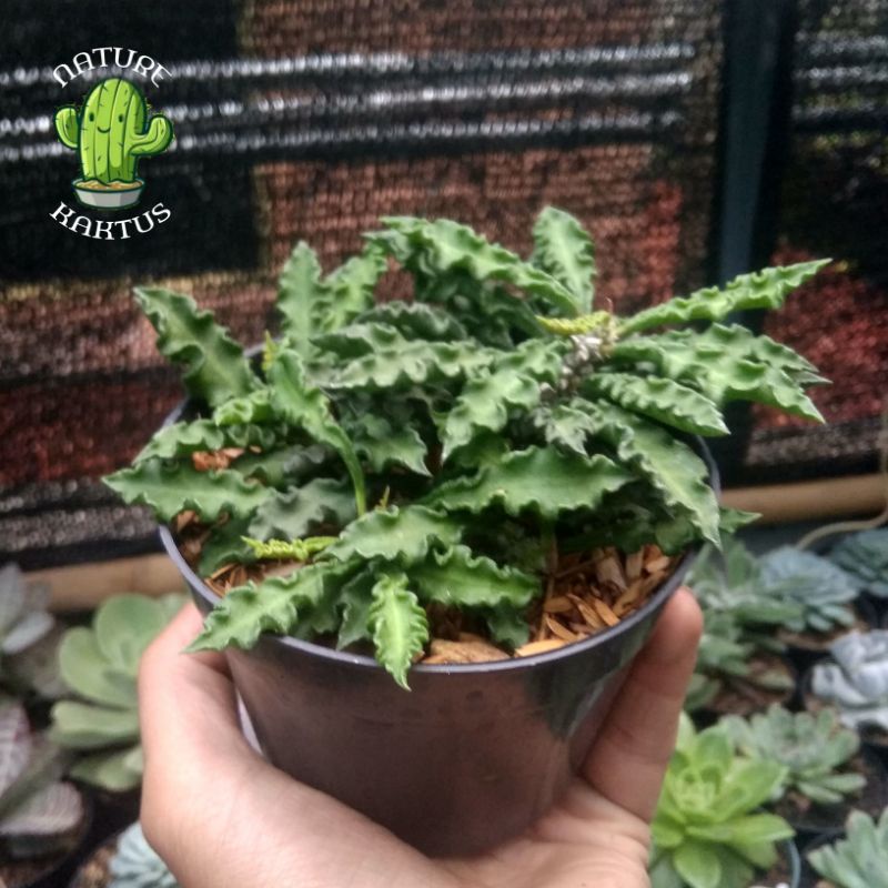 Kaktus-Sukulen Euphorbia decaryi