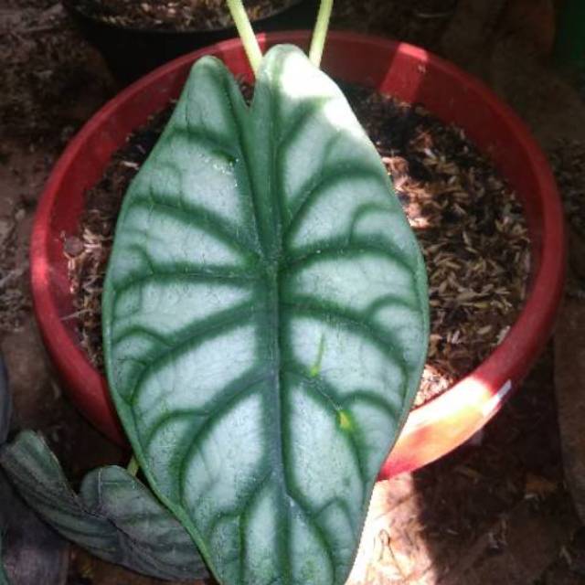 Keladi Tengkorak Alocasia Velvet Shopee Indonesia