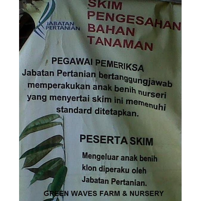 Super Bibit Durian Ochee/Duri Hitam/Black Thorn (D200) 60 Cm - 80 Cm