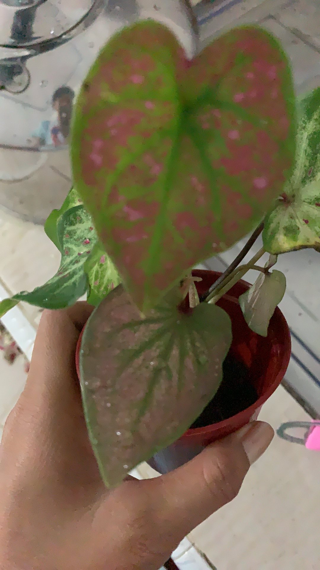 Keladi Green Spider Gratis Karantina