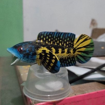 Patung Channa untul Channa Auranti Mangap 10cm