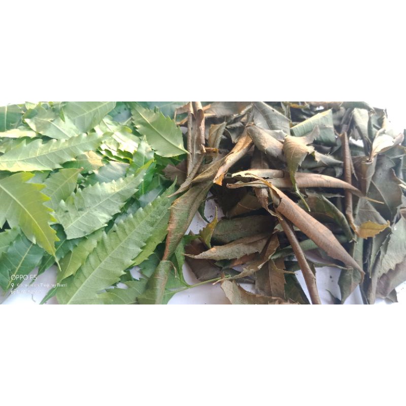 

Daun mimba segar500 kg, dan daun mimba kering 250kg, untuk penyakit gatal2 dll