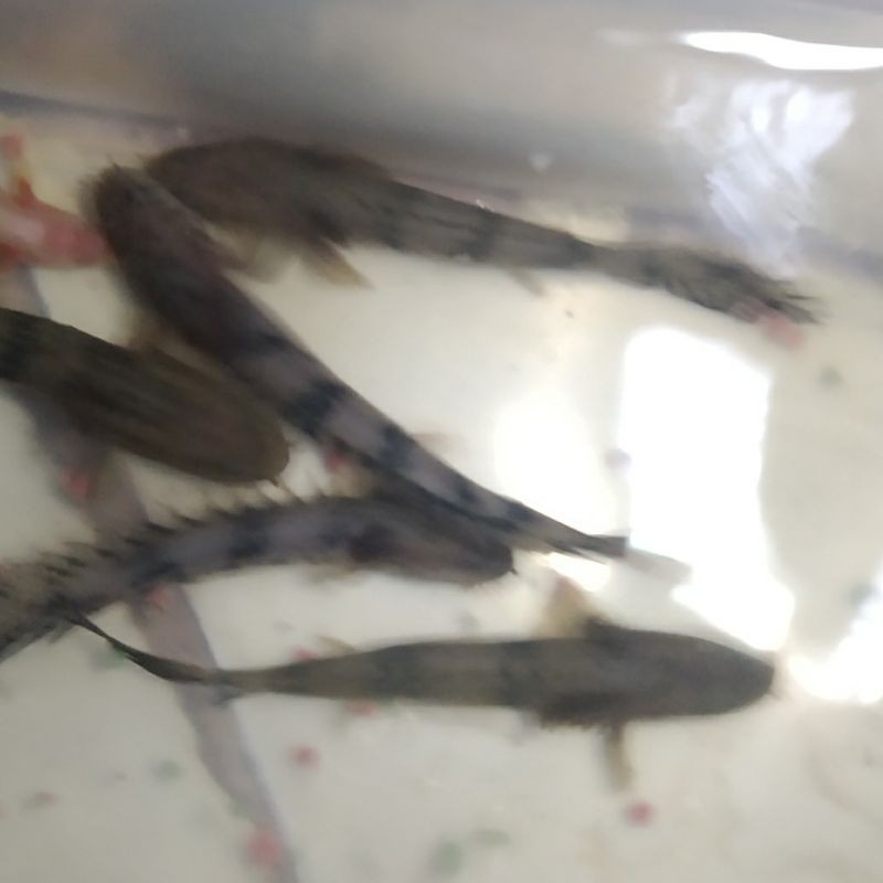

Ikan palmas endlicheri