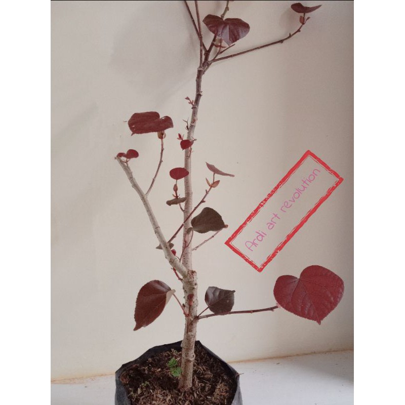 bahan bonsai waru merah super red
